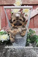 Kimchi , a male Shih Tzu for sale in Redding, CA – 1 of 4