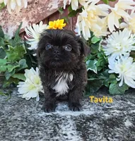 Tavita, a female Shih Tzu for sale in Palo Cedro, CA – 2 of 4