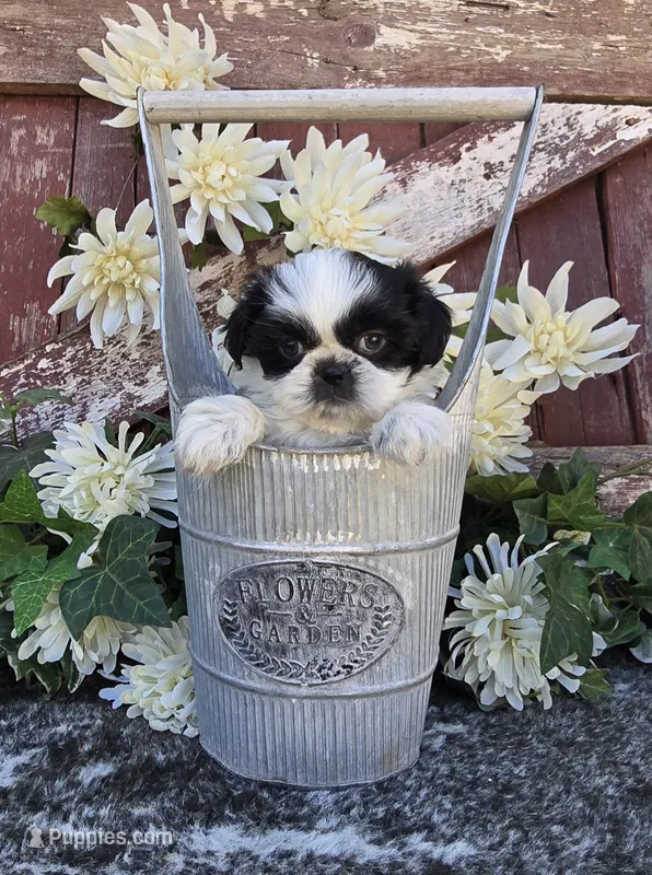 TATIANA – Shih Tzu puppy for sale in Redding, CA