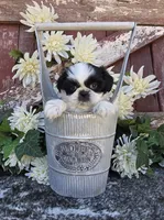 TATIANA, a female Shih Tzu for sale in Redding, CA – 1 of 7