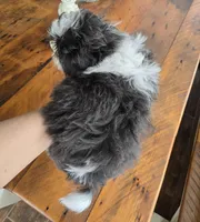 Pippin, a female Shih Tzu for sale in Redding, CA – Photo 3 of 6