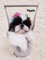 Pippin, a female Shih Tzu for sale in Redding, CA – Photo 2 of 6