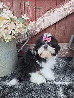 Pippin, a female Shih Tzu for sale in Redding, CA – Photo 1 of 6