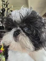 Pippin, a female Shih Tzu for sale in Redding, CA – Photo 4 of 6