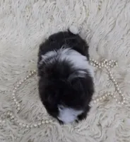 Pippin, a female Shih Tzu for sale in Redding, CA – Photo 6 of 6