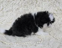 Pippin, a female Shih Tzu for sale in Redding, CA – Photo 5 of 6