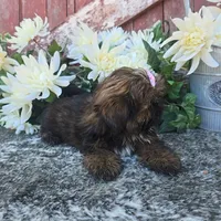 Ginger, a female Shih Tzu for sale in Redding, CA – 3 of 5