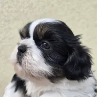 Palu, a male Shih Tzu for sale in Redding, CA – 9 of 9