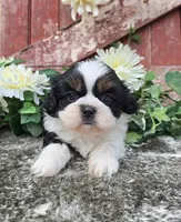 Palu, a male Shih Tzu for sale in Redding, CA – 2 of 9