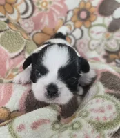Persia, a female Shih Tzu for sale in Redding, CA – 6 of 7