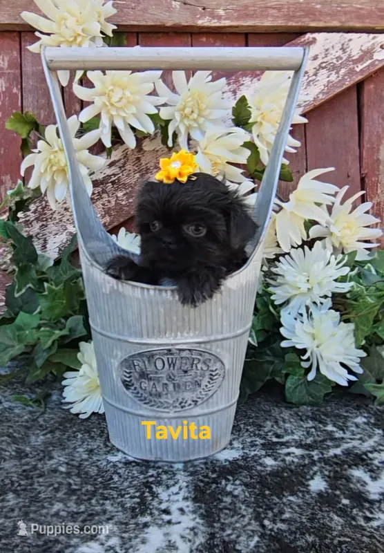 Tavita – Shih Tzu puppy for sale in Palo Cedro, CA