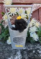 Tavita, a female Shih Tzu for sale in Palo Cedro, CA – 1 of 4