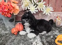 Peru, a male Shih Tzu for sale in Palo Cedro, CA – 3 of 6