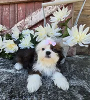 Giana, a female Shih Tzu for sale in Redding, CA – 3 of 5