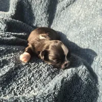 Peru, a male Shih Tzu for sale in Redding, CA – 3 of 6