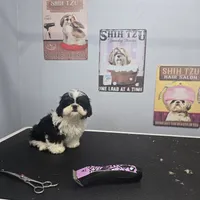 Palu, a male Shih Tzu for sale in Palo Cedro, CA – 5 of 7