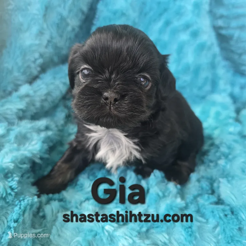 Gia – Shih Tzu puppy for sale in Redding, CA
