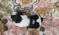 Persia, a female Shih Tzu for sale in Redding, CA – 5 of 7