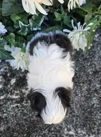 Catarina, a female Shih Tzu for sale in Redding, CA – 2 of 7