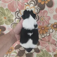 Persia, a female Shih Tzu for sale in Redding, CA – 7 of 7