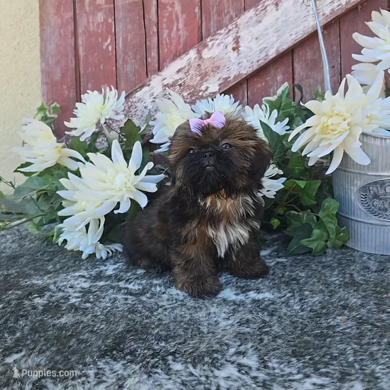 Ginger – Shih Tzu puppy for sale in Redding, CA