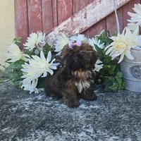 Ginger, a female Shih Tzu for sale in Redding, CA – 1 of 5