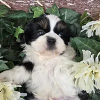 Palu, a male Shih Tzu for sale in Redding, CA – 4 of 9