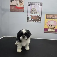 Pavlo, a male Shih Tzu for sale in Palo Cedro, CA – 4 of 6