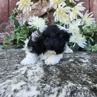 Pavlo, a male Shih Tzu for sale in Palo Cedro, CA – 5 of 6