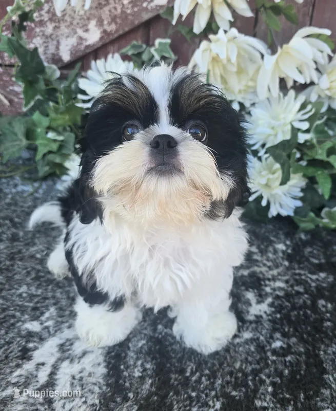 Palu – Shih Tzu puppy for sale in Redding, CA