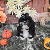 Peru, a male Shih Tzu for sale in Palo Cedro, CA – 5 of 6