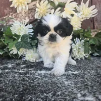 Tatiana , a female Shih Tzu for sale in Palo Cedro, CA – 4 of 4