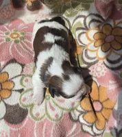 Paris, a female Shih Tzu for sale in Redding, CA – 5 of 7