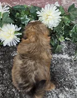 Kimchi , a male Shih Tzu for sale in Redding, CA – 4 of 4