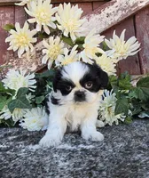 TATIANA, a female Shih Tzu for sale in Redding, CA – 4 of 7