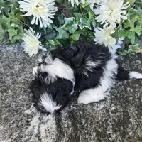 Pavlo, a male Shih Tzu for sale in Palo Cedro, CA – 6 of 6