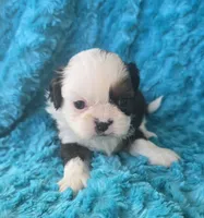 Giana, a female Shih Tzu for sale in Redding, CA – 3 of 7