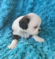 Giana, a female Shih Tzu for sale in Redding, CA – 2 of 7