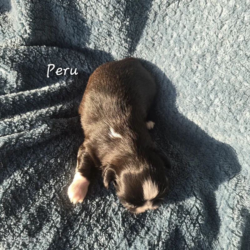 Peru – Shih Tzu puppy for sale in Redding, CA