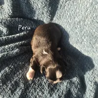 Peru, a male Shih Tzu for sale in Redding, CA – 1 of 6