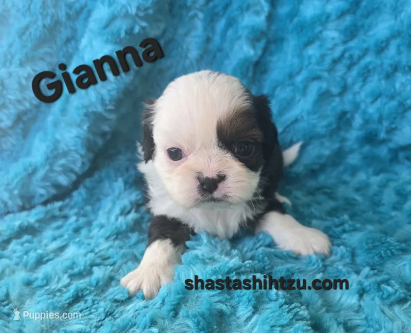 Giana, a female Shih Tzu for sale in Redding, CA – 1 of 7