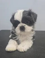Alina , a female Shih Tzu for sale in Redding, CA – 2 of 5