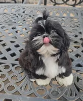 Peru, a male Shih Tzu for sale in Palo Cedro, CA – 4 of 6