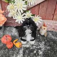 Peru, a male Shih Tzu for sale in Palo Cedro, CA – 2 of 6