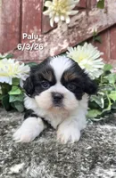 Palu, a male Shih Tzu for sale in Redding, CA – 1 of 9
