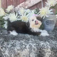 Giana, a female Shih Tzu for sale in Redding, CA – 5 of 5