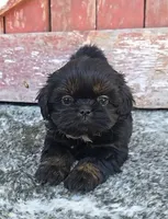 Gigi , a female Shih Tzu for sale in Redding, CA – 2 of 4