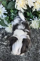 Alina , a female Shih Tzu for sale in Redding, CA – 4 of 5