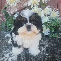 Palu, a male Shih Tzu for sale in Palo Cedro, CA – 4 of 7