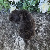Tavita, a female Shih Tzu for sale in Palo Cedro, CA – 4 of 4